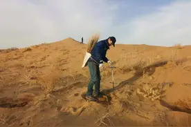 海归硕士沙漠边种树18年，要建成阻挡沙尘暴的“绿色围墙”图片