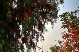 早安广东 | 中山紫马岭公园图片