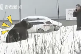 俄罗斯一头熊追咬主人横穿马路 险被公交撞翻图片