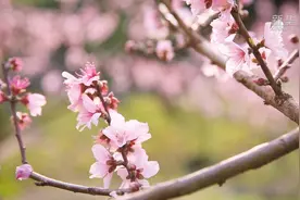 福建永安：人面桃花相映红图片