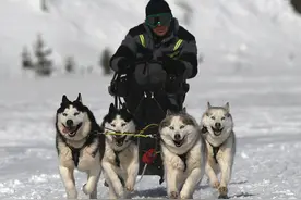 俄罗斯举行狗拉雪橇比赛 汪星人雪地狂奔奋勇争先图片