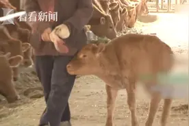 老人寒冬里救下小牛 1年后画风变成这样……图片