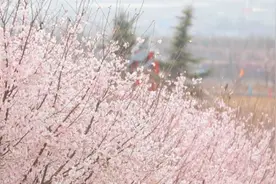 41秒｜2021“滨州人游滨州”主题活动启动暨樱花山第八届樱花节今日开幕图片