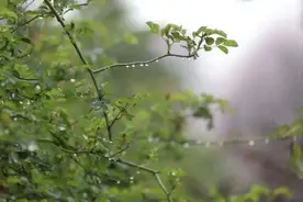 “洗尘雨”来了！未来几天河南省雨讯不断图片