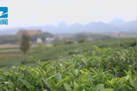 3000元一斤！浙江很多人爱的这一口，上市了图片