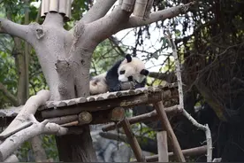 成都：大熊猫露出迷惑表情令人捧腹图片