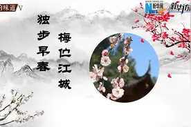 独步早春 梅伫江城视频封面