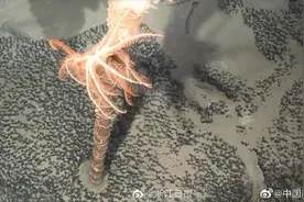 90后博士生命名海洋物种为派大星图片
