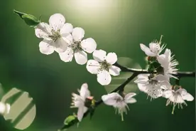 3月20日17时37分将迎“春分”节气视频封面
