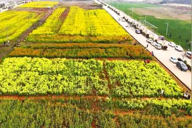 武汉江夏七彩油菜花上线 游人乐享好春光视频封面