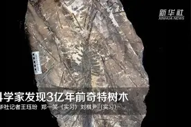 科学家发现3亿年前奇特树木视频封面