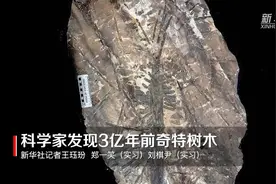 科学家发现3亿年前奇特树木视频封面