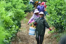 “泡药沃柑”引争议 你真的了解沃柑保鲜吗？图片