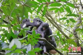 国际最新研究发现：雌性野生倭黑猩猩跨群收养幼崽图片