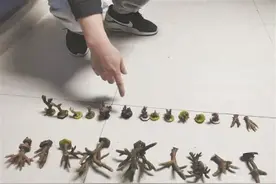 泉州：非法养殖售卖石珊瑚 牟利3万元 一朝进班房图片