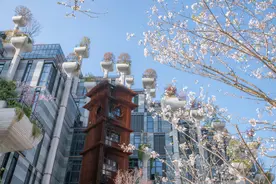 上海苏州河畔新添一条日本吉野樱花道，逛吃拍玩安排上图片