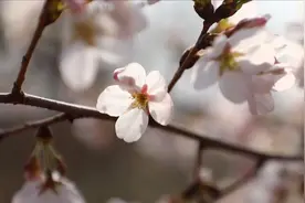 74秒 | 济宁邹城上九山村 千余亩樱花树织就春天“花”卷视频封面