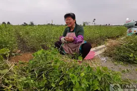 横县：茉莉花剪枝 春管增收两不误图片