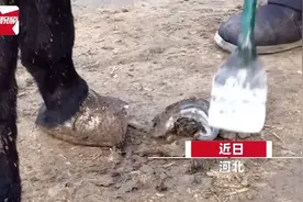 驴蹄多年未修长一尺无法走路，手艺人4个蹄切5斤！强迫症舒适了图片