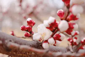 烟花三月，我在花开成海的泰安等你图片