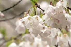 除了太子湾公园，西湖边还有这些地方可去赴一场樱花之约图片
