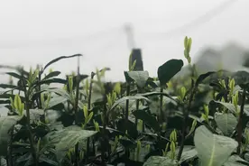 今年春茶量价齐升，品牌发力电商业务图片
