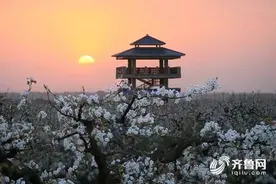 花期将至！聊城冠县第十六届梨园文化观光周将于25日开幕图片