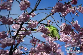 伦敦圣詹姆斯公园樱花盛开图片