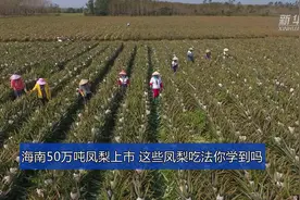 海南50万吨凤梨上市 这些凤梨吃法你学到吗视频封面