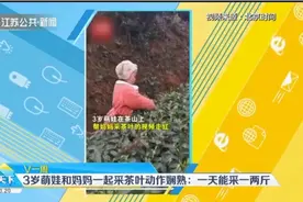 四川3岁萌娃和妈妈一起采茶叶动作娴熟，妈妈：一天能采一两斤视频封面
