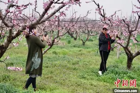 江苏无锡万亩桃林花开正盛 游人拍花“留住”美好春天图片