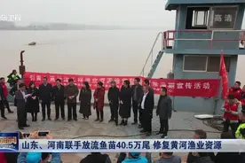 黄河鲤、鲂，山东、河南联手放流鱼苗40.5万尾，修复黄河渔业资源视频封面