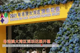 粤港澳大湾区深圳花展开幕视频封面
