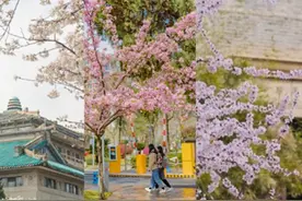 大学最美春色，你pick哪一家？图片