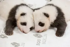 世界睡眠日 晒晒动物睡姿萌照太可爱了图片