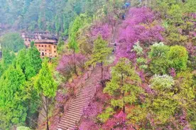 罗学成：紫荆花开赤城山图片