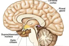 睡眠的谬误与常识图片