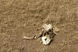 黄河大堤内现大量死猪？！官方回应图片