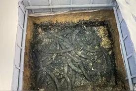 三星堆持续上新！4号坑目前发现37根象牙，均被焚烧后填埋图片
