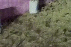 澳大利亚东南部爆发数十年最严重鼠灾 多人被老鼠咬伤图片