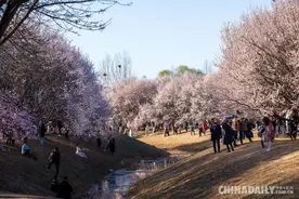 春季正是赏花时 奥森北园大量游客踏青图片