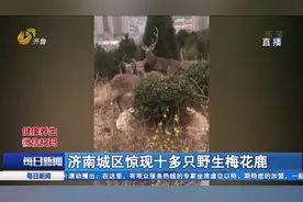 稀奇！济南城区出现十多只成群野生梅花鹿，有人竟还想偷偷捕猎视频封面