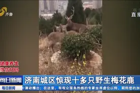 稀奇！济南城区出现十多只成群野生梅花鹿，有人竟还想偷偷捕猎视频封面