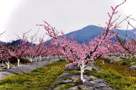 四川水蜜桃“上新”背后：龙泉山上，有一群人坚守半生寻找“桃芯片”图片