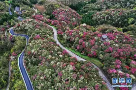 百里杜鹃 花开成海图片
