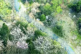 河南信阳：三月春风来 正是赏花时图片