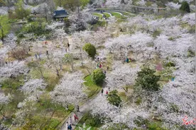 南京：满园樱花醉游人图片