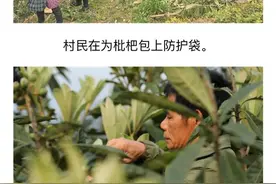 四季水果飘香 特色产业兴旺 | 富川推动农业转型升级图片