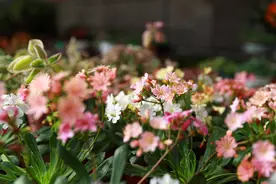 平谷区王辛庄镇：三月春风暖 花香引客来图片