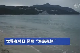 世界森林日 保育“海底森林”视频封面